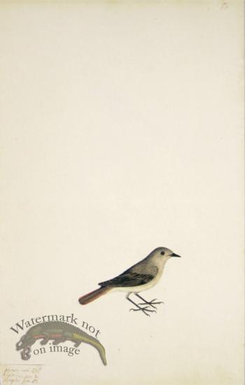68 Swedish Birds . Motacilla Phoenicurus, Common Redstart